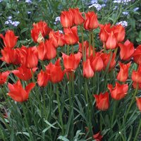 Tulipa linifolia  Photo: J. Amand